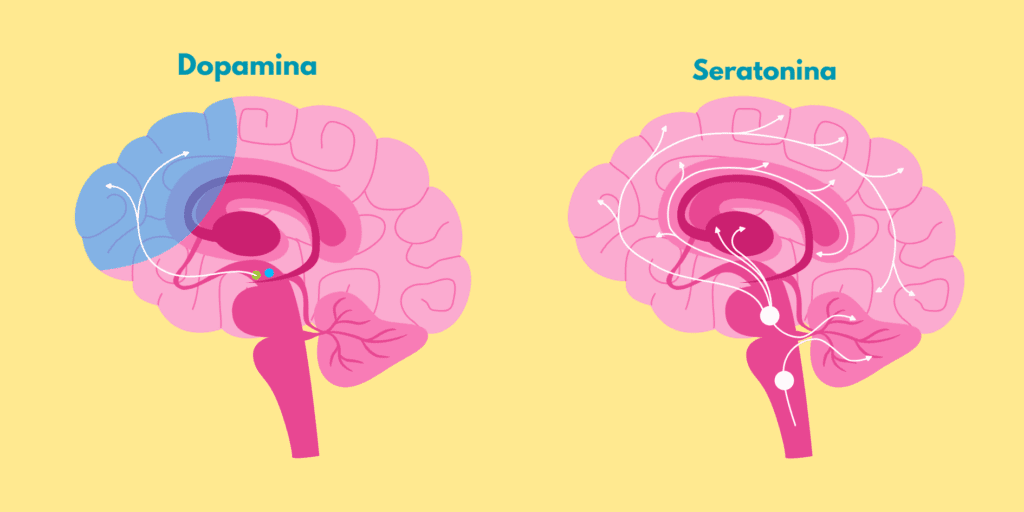 Ilustração do cérebro humano com áreas iluminadas representando a ativação de centros de bem-estar pela prática da gratidão.