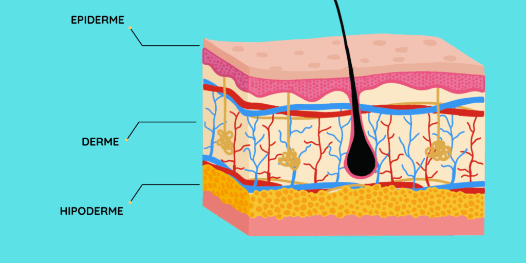  Ilustração científica mostrando as camadas da pele (epiderme, derme, hipoderme) e a importância da barreira cutânea.