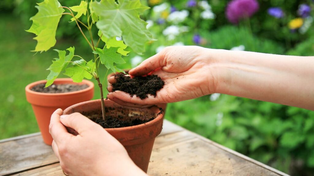 Uma foto "verde" e calma. Mãos mexendo na terra, plantando uma muda pequena em um vaso de barro, com luz do sol batendo. Transmite paz, conexão com a natureza e "mão na massa".
